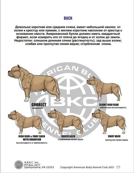 Американский булли размеры. Американский булли стандарт породы. Стандарт собак породы американский булли покет. Американский булли покет Размеры. Американский булли стандарт вес.
