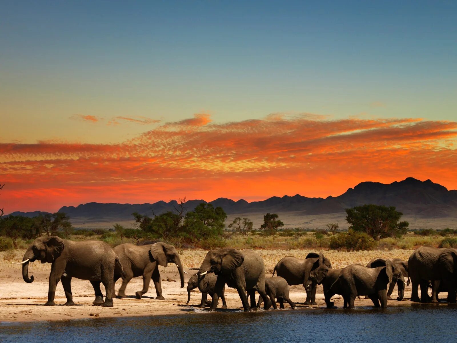 Африканское сафари ЮАР. Красивые пейзажи Африки. Водопой в Африке. Африка картинки. Оазис животные