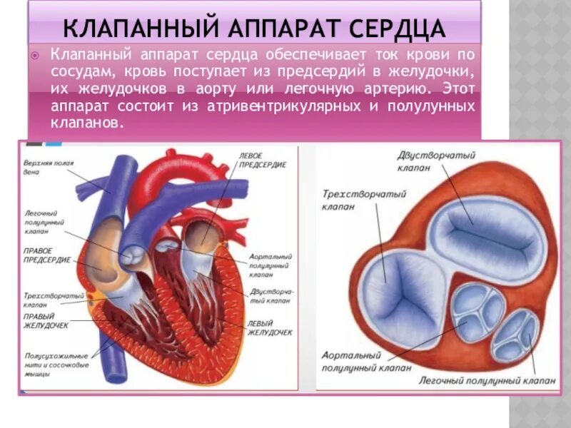 В легкие млекопитающих поступает кровь