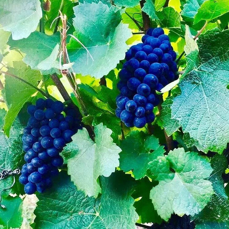 Сорт винограда бастра. Виноград памятинигруля. Коломбар виноград. Виноград сорт графиня. Виноград сорт графиня.