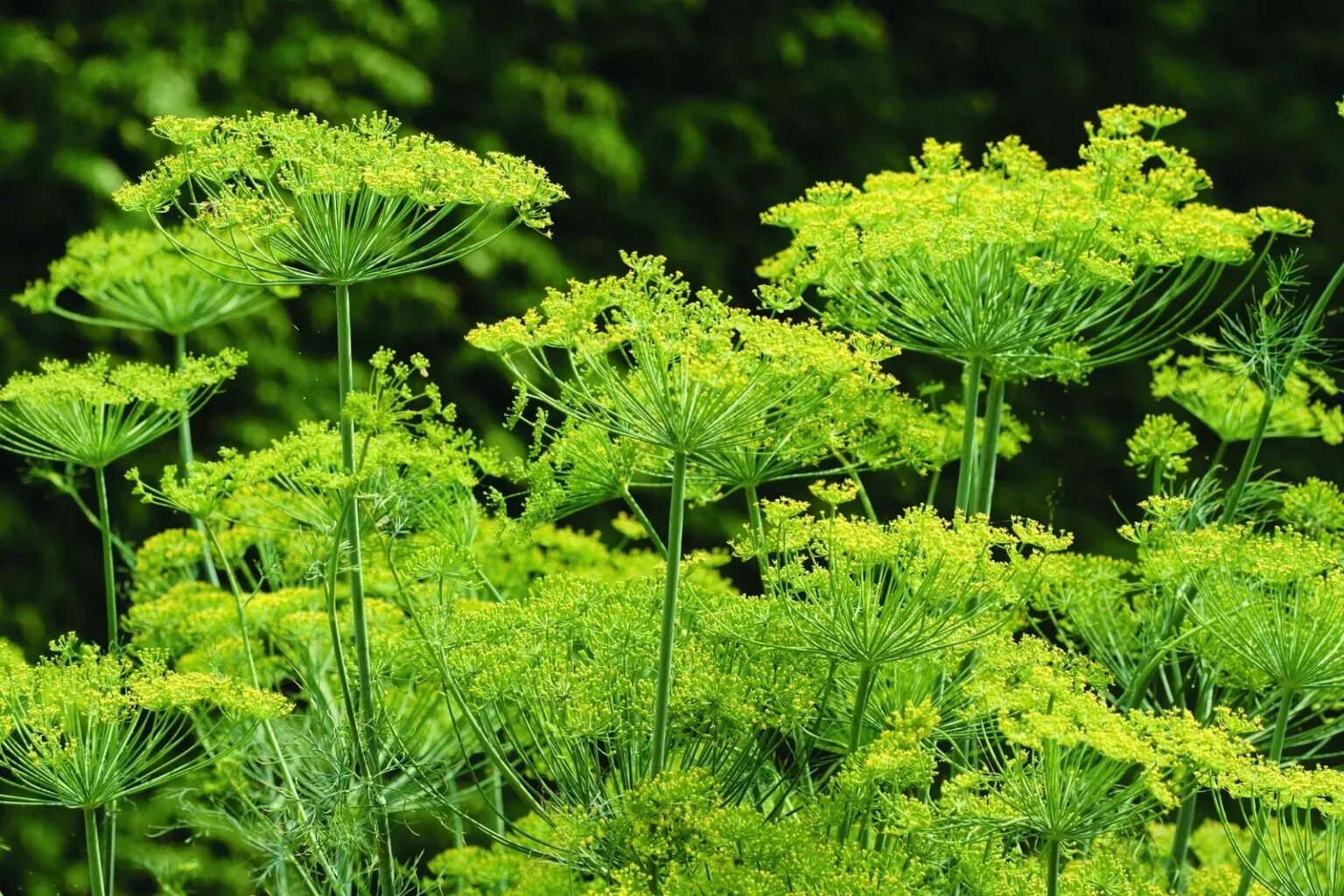 Цветущий укроп. Anethum graveolens. Фослюган фенхель. Анетум Грин. 28. Anethum graveolens.