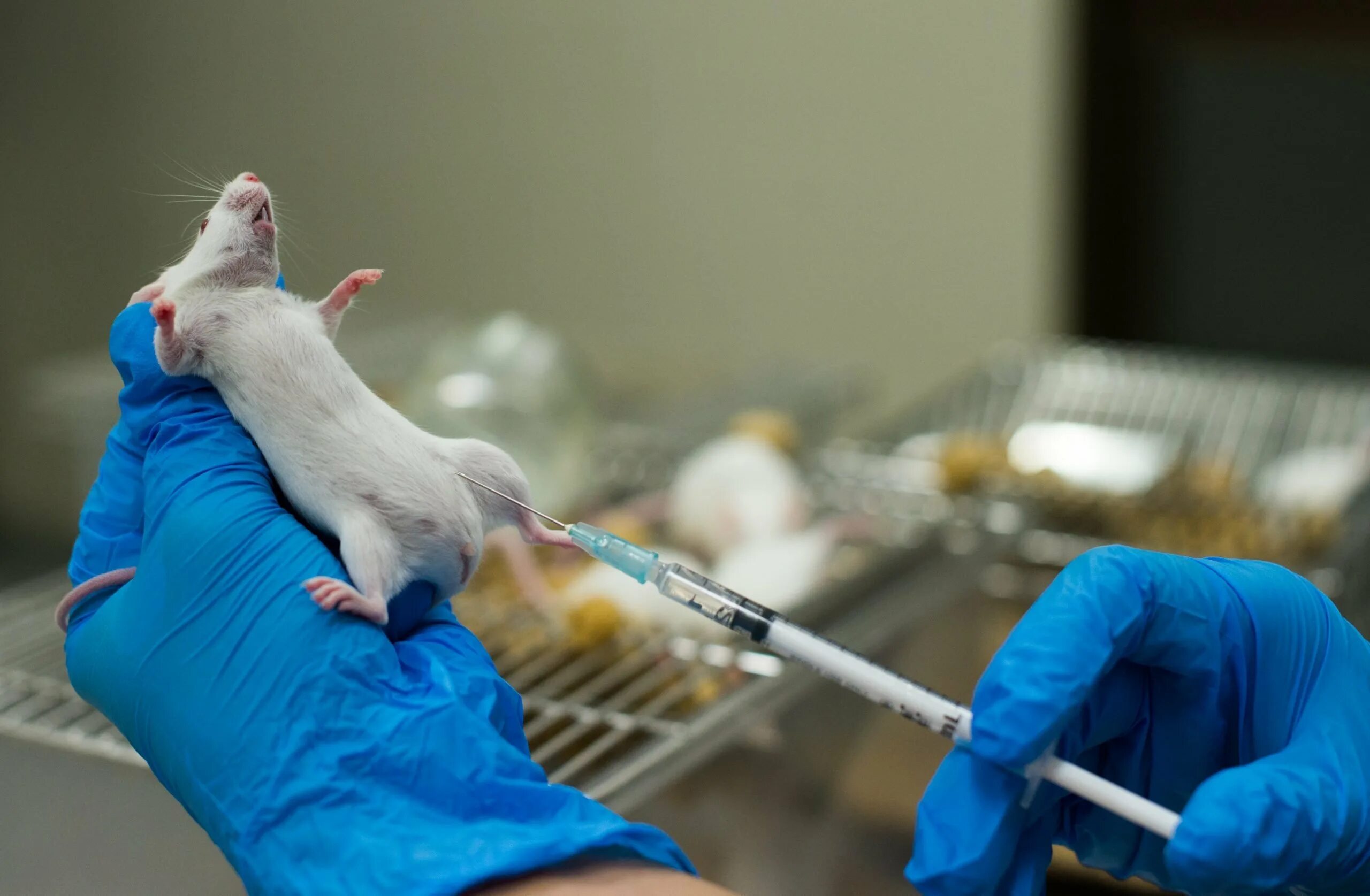 Исследования на мышах. Animal laboratory. Опыты на мышах. Вич лабораторные животные. Опыты на мышах.