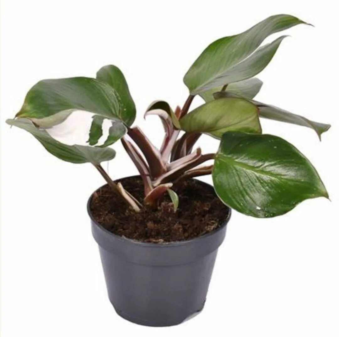 филодендрон вайт кнайт