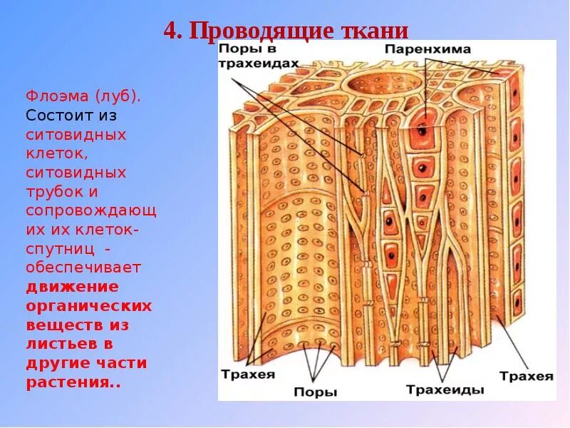 Трахеиды строение. Флоэма трахеиды. Клетки луба. Проводящая ткань состоит из. Проводящей клеткой флоэмы является