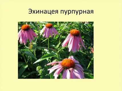 Эхинацея ударение