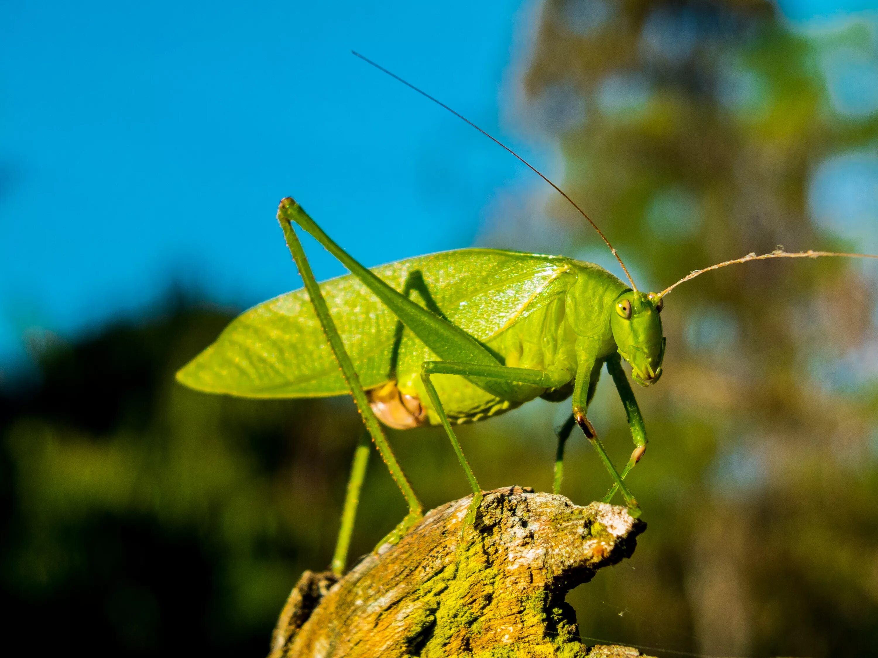 Кузнечик окраска тела. Катидид кузнечик. grasshopper («кузнечик», 1946).. кузнечик тетигония зеленый. кузнечик листокрылый.