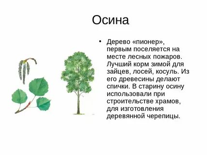 Систематическая группа осины
