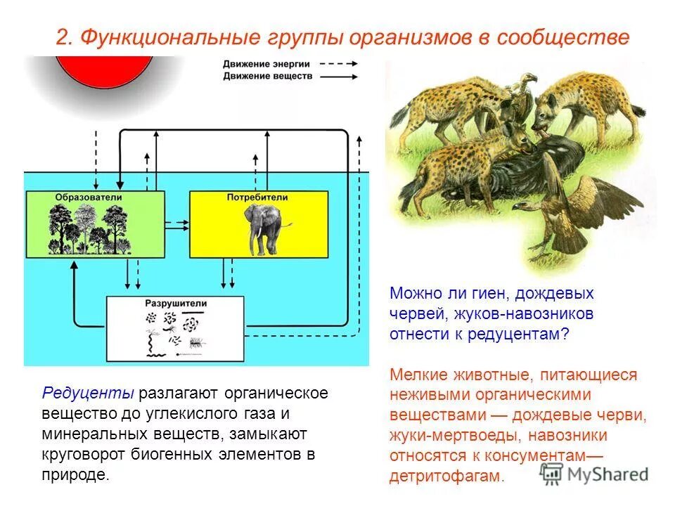 Детритофага характеристика. Детритофага характеристика