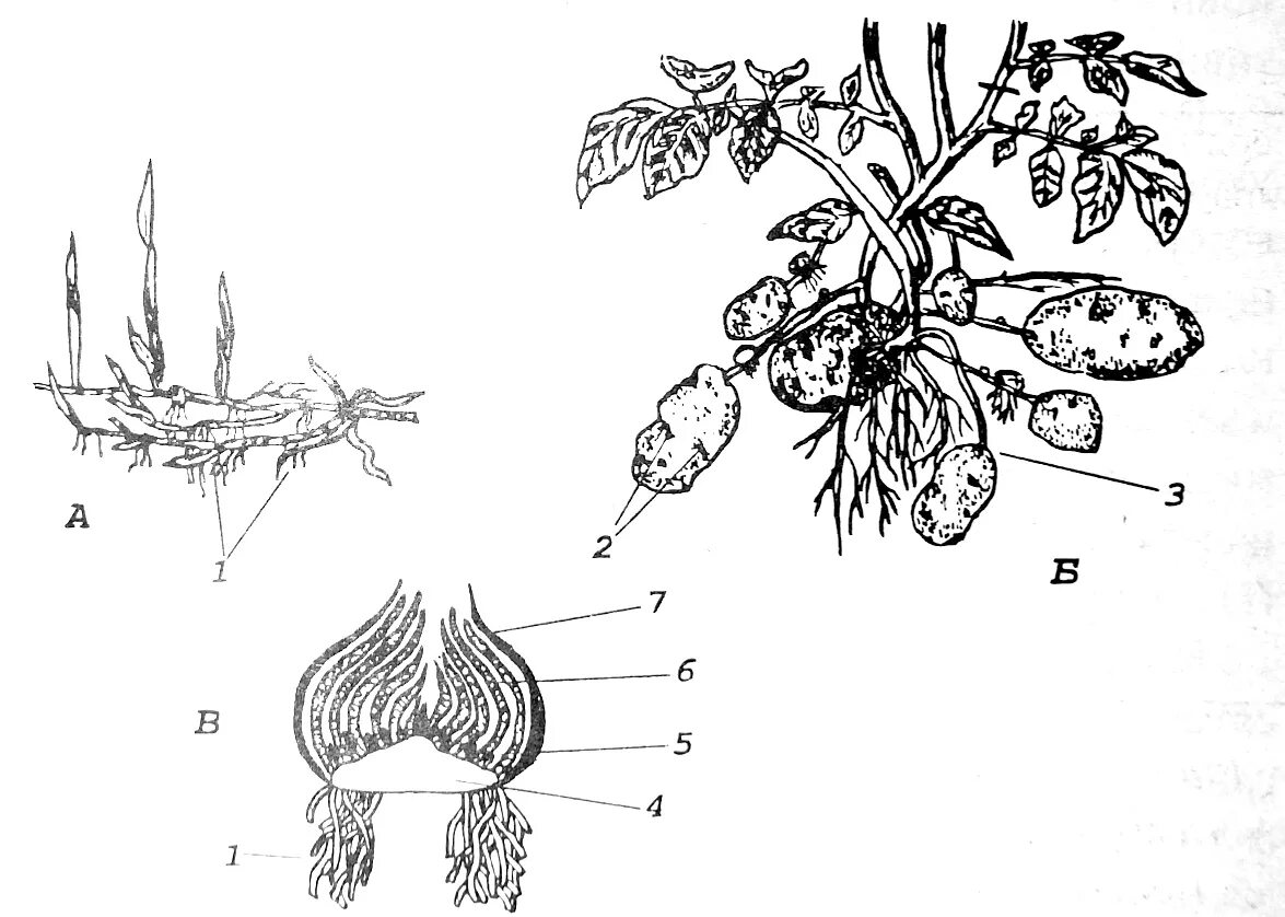 У картофеля образуются укороченные подземные побеги округлой. Корневище клубень луковица видоизмененные побеги. Подземные побеги корневище клубень луковица. Видоизмененные подземные побеги клубень. Видоизменённый побег корневище.