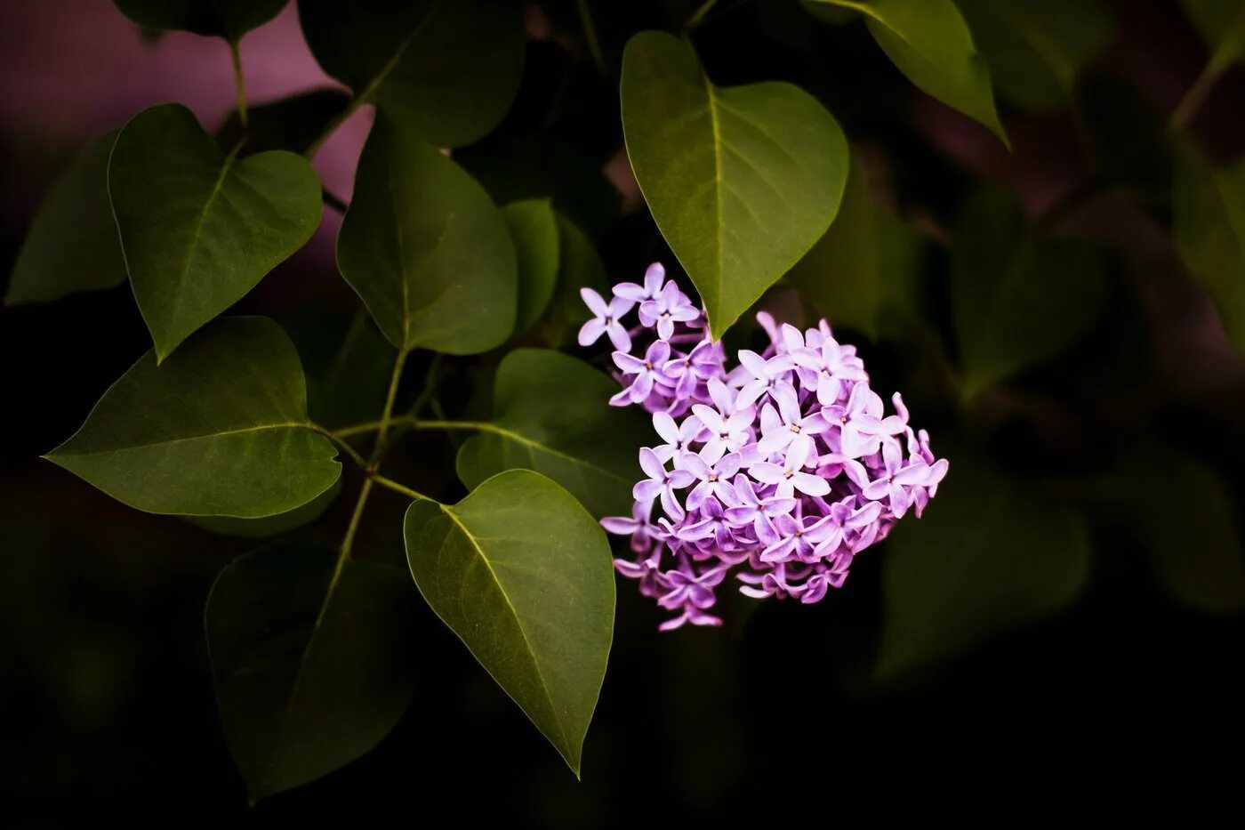 Сирень вольфа лилово-фиолетовая. Сирень обыкновенная куст. Сирень кавур. Листва сирени. Сирень пекинская.