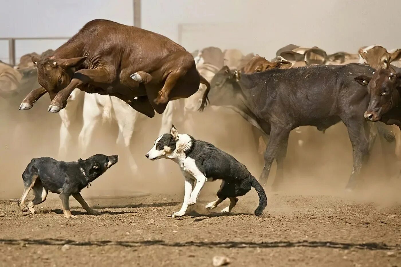 Гнаться вид. Корова и бык. Корова бежит.