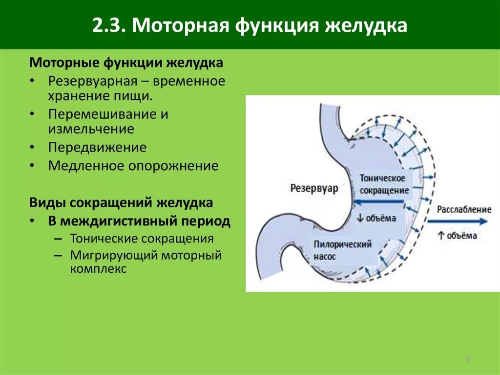 Двигательная функция желудка. Моторная функция ЖКТ физиология. Моторная функция желудка. Этапы моторной функции желудка.