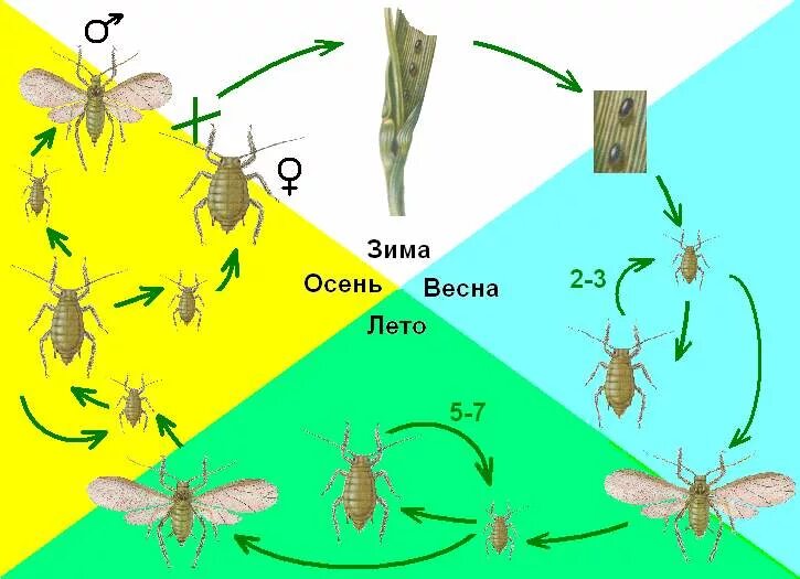 Тля тип развития. Жизненный цикл тли схема. размножение тли схема. тля размножение партеногенез. цикл развития тли обыкновенной.