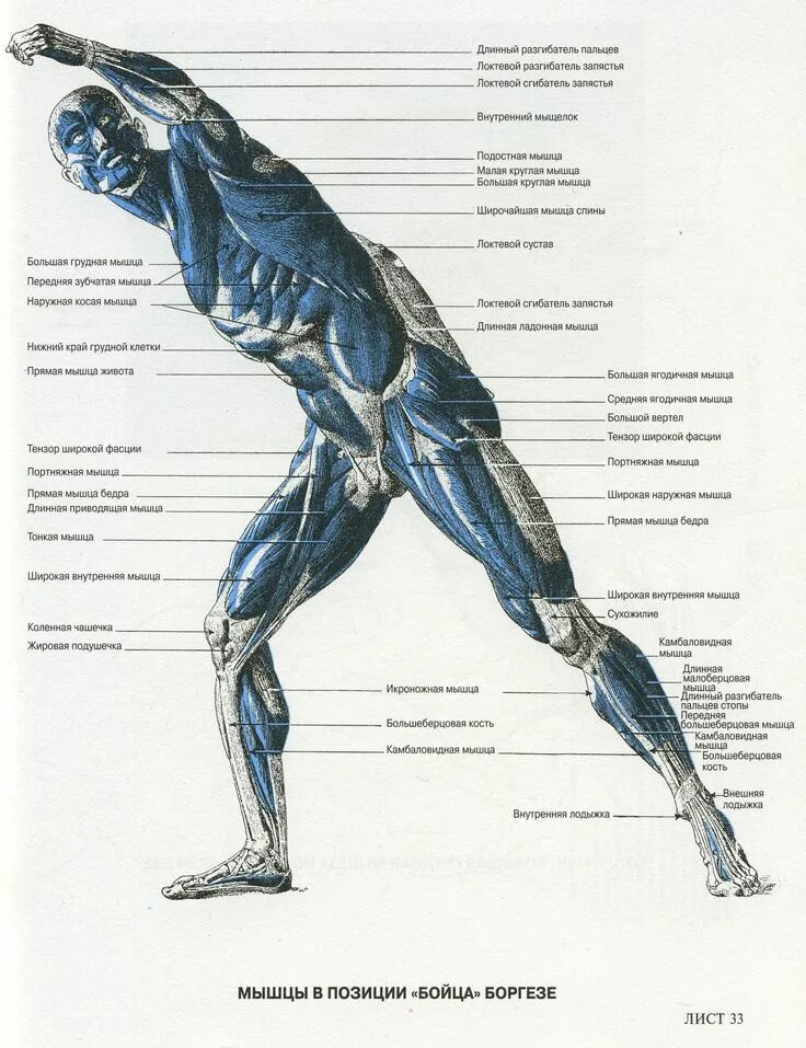 Баммес анатомия мышцы ног. Анатомия человека мышцы сбоку. Фриц Шидер анатомический атлас для художников. Анатомический атлас человека мышцы рук.
