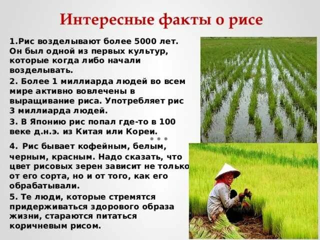 Из какого происходит рис. Интересные факты о рисе. доклад про рис. происхождение риса.