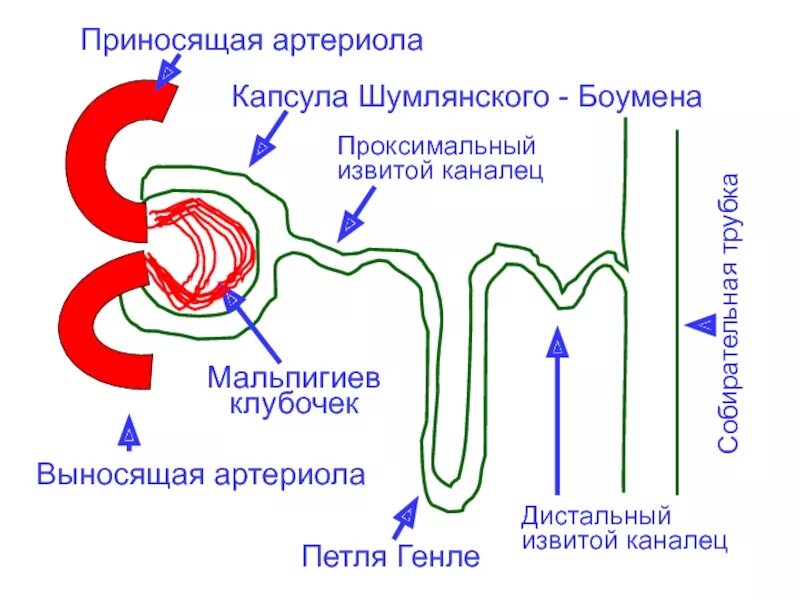 Артериолы клубочка