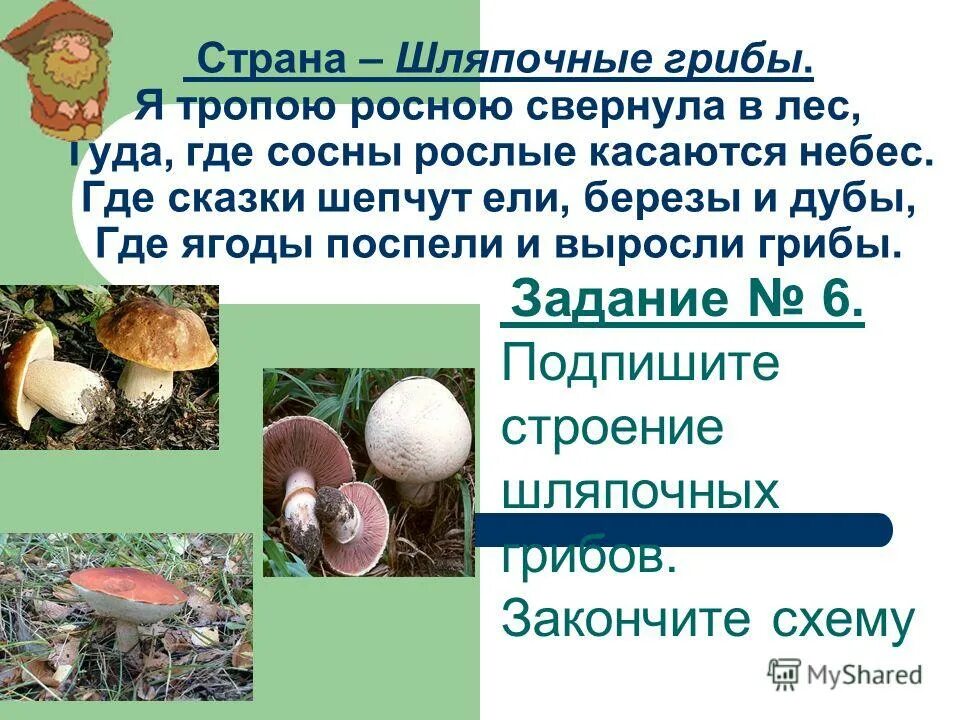 как питаются шляпочные грибы