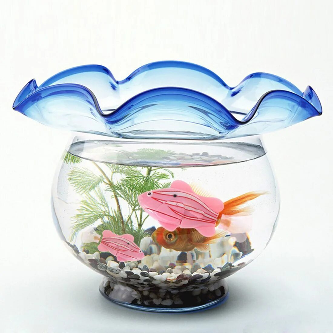 Купить живых аквариумных рыбок. Аквариум Gold Fish Bowl 17л оранжевый. Рыба в круглом аквариуме. Золотая рыбка в аквариуме. Круглый аквариум с рыбками.