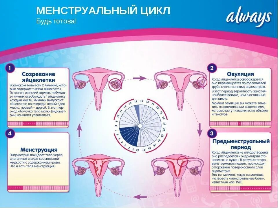 После месячных начались месячные отзывы. Памятка по ведению менструального цикла. Менструальный цикл. Цикл менструационного цикла. Месячные цикл.