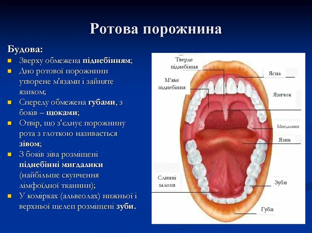 Образования ротовой полости. Строение ротовой полости. Ротова порожнина будова.