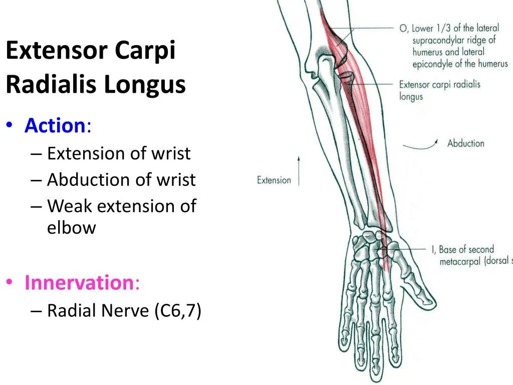 Download all images расширение. Erector spinae. Graphicriver - architect photoshop action. Action extension. M extensor carpi ulnaris.