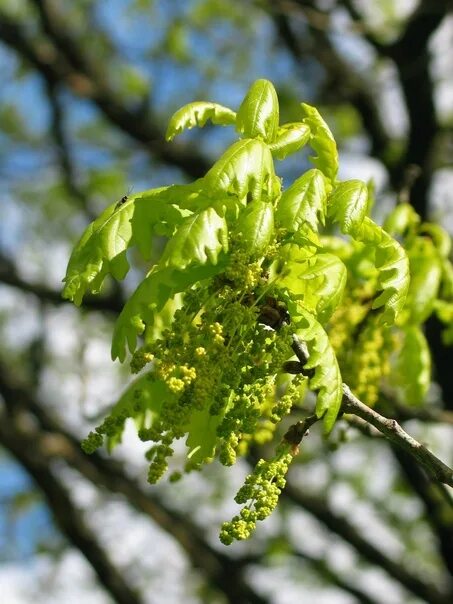 File:2016-04-15 15 31 48 Pin Oak catkins at Franklin Farm Park in the Franklin F