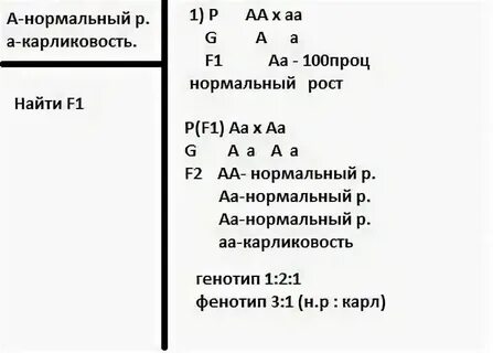 У томатов высокий рост стебля доминирует