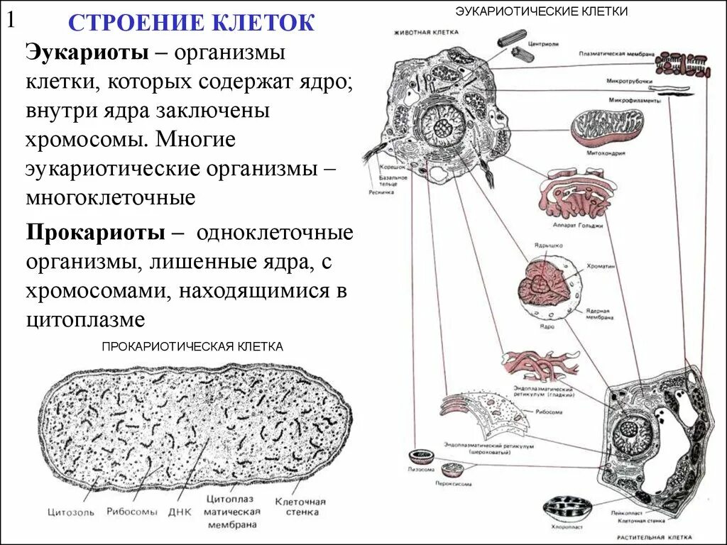 Строение эукариотической клетки. Строение эукариотических клеток. Строение эукариот. Организмы эукариотической клетки.