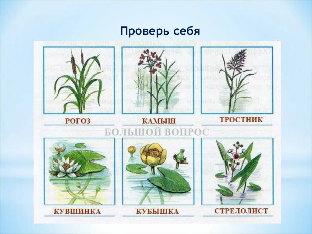 Подпиши названия растений. Подпиши название растений 2 класс. Подпиши только растения. Подпиши название растений 2 класс. Подпиши название растений 2 класс.