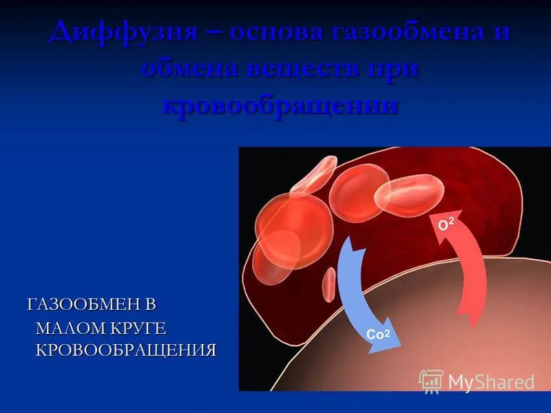 Сущность газообмена в капиллярах. Малый круг кровообращения газообмен. Артерии большого круга кровообращения анатомия. Схема большого и малого круга кровообращения. Круги кровообращения возрастные особенности.