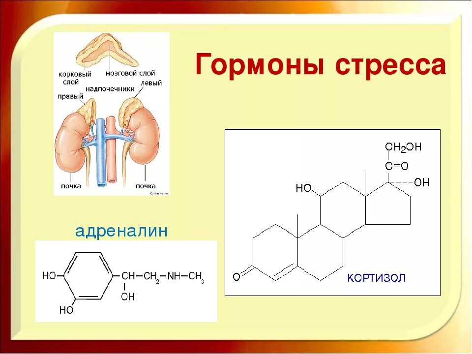 Гормоны которые не дают похудеть. Гормоны стресса. Кортизол. Кортизол гормон стресса. Адреналин и кортизол — гормоны стресса.