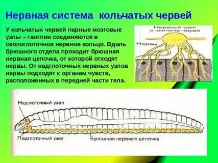 Какую функцию выполняет окологлоточное нервное кольцо