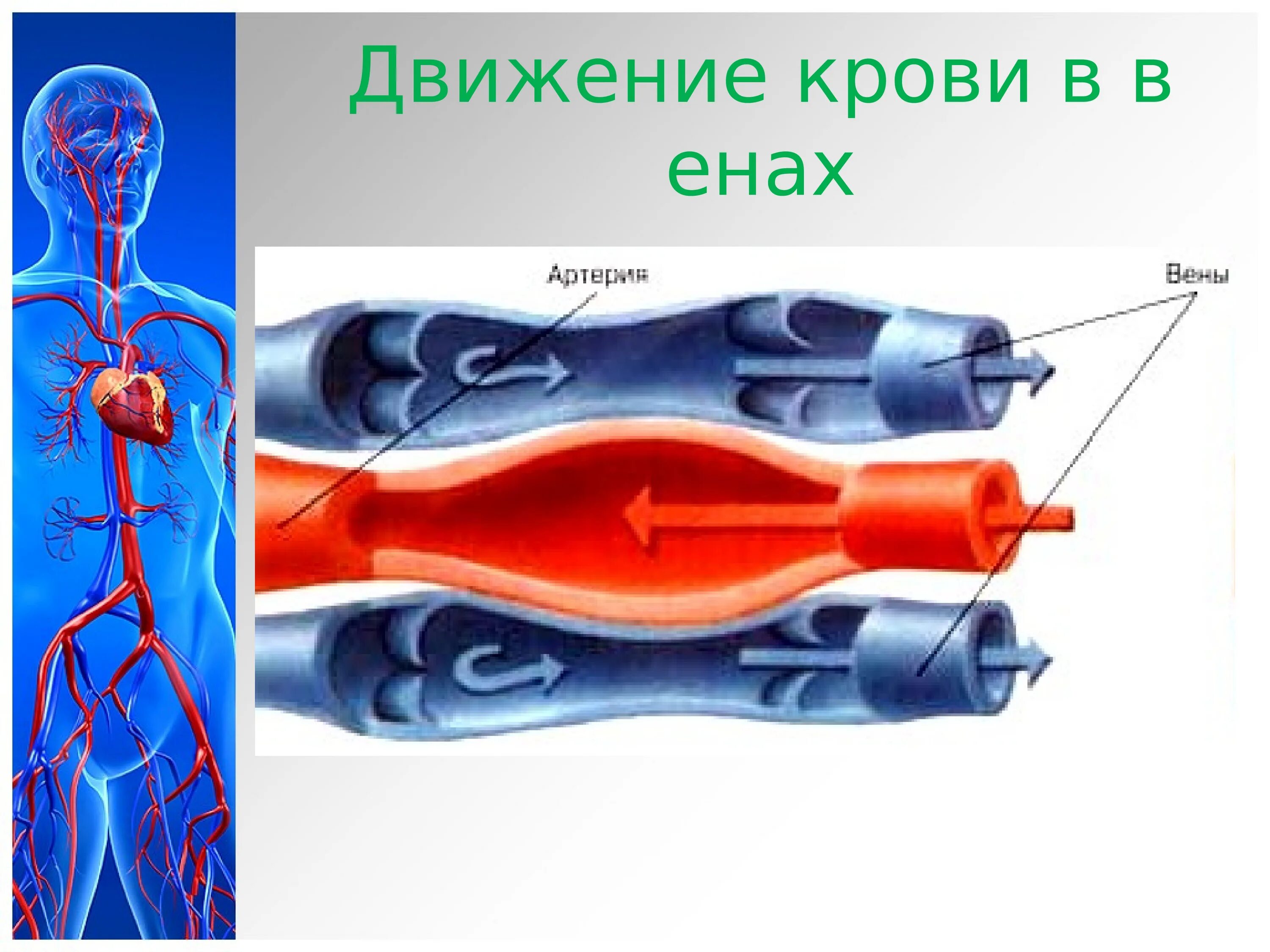 Движение крови по сосудам. Движение крови по венозным сосудам. Механизмы движения крови в венах.