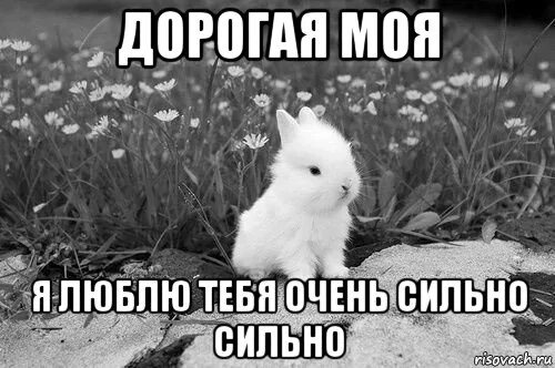 Пошли гулять. Зай зай зай зай зай. Зай без. Забавные кролики. Зайка скучает по любимому.