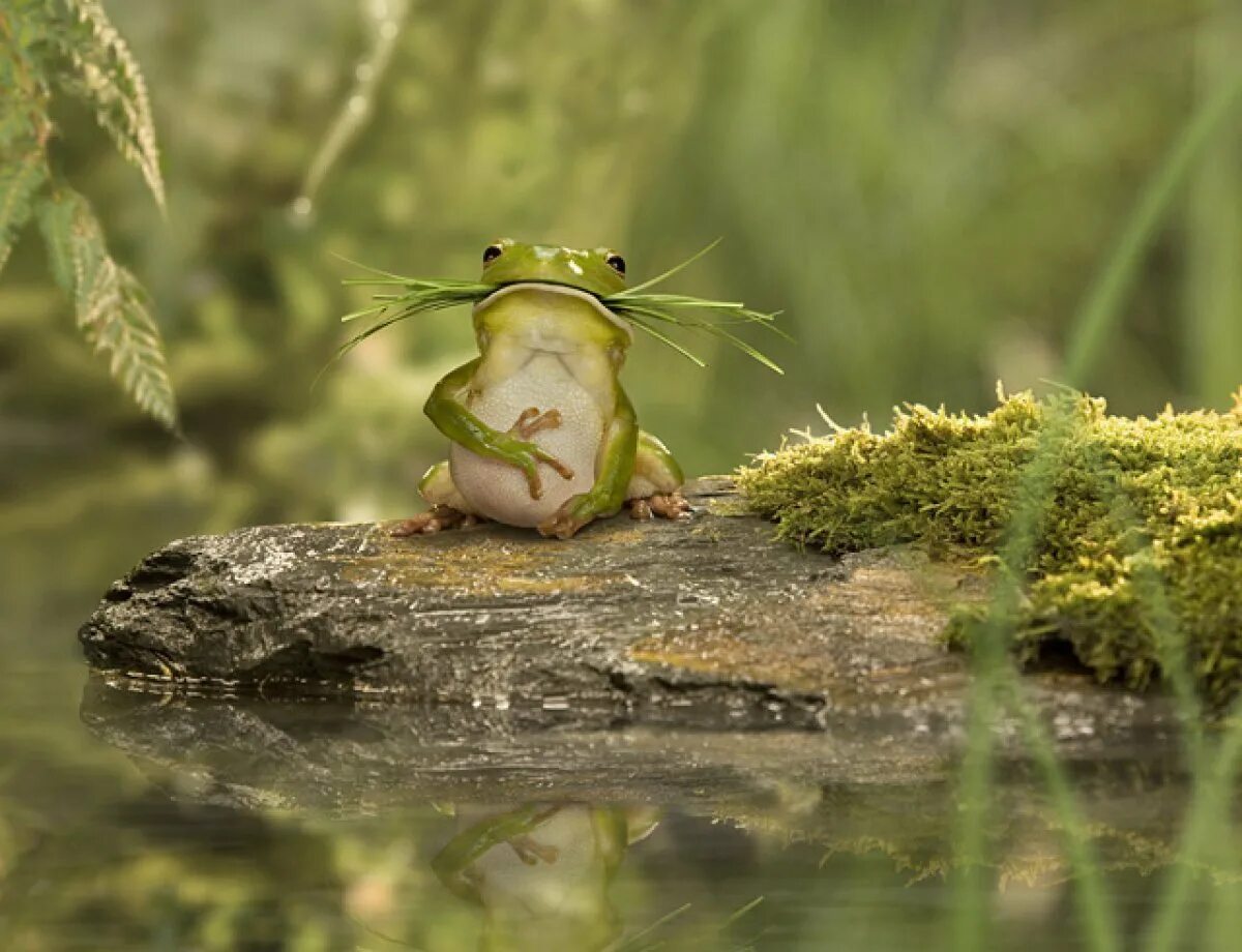 На чем сидит лягушка в болоте. Лягушка Болотная. Болото с лягушками. Смешные лягушки. Смешная жаба.