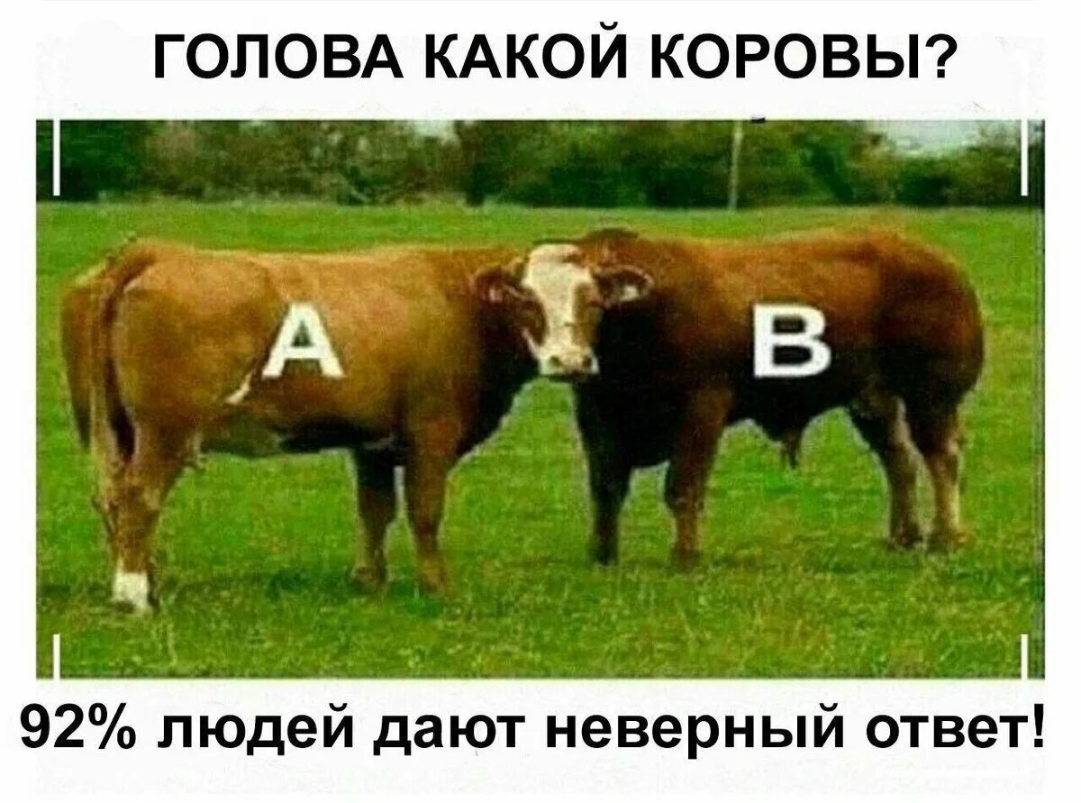 Довольная корова. Сказала что я корова. Теленок на белом фоне. Ты корова. Чья корова.