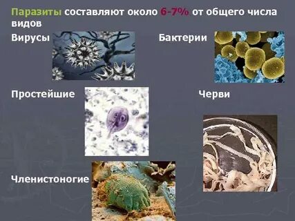 Простейшие черви