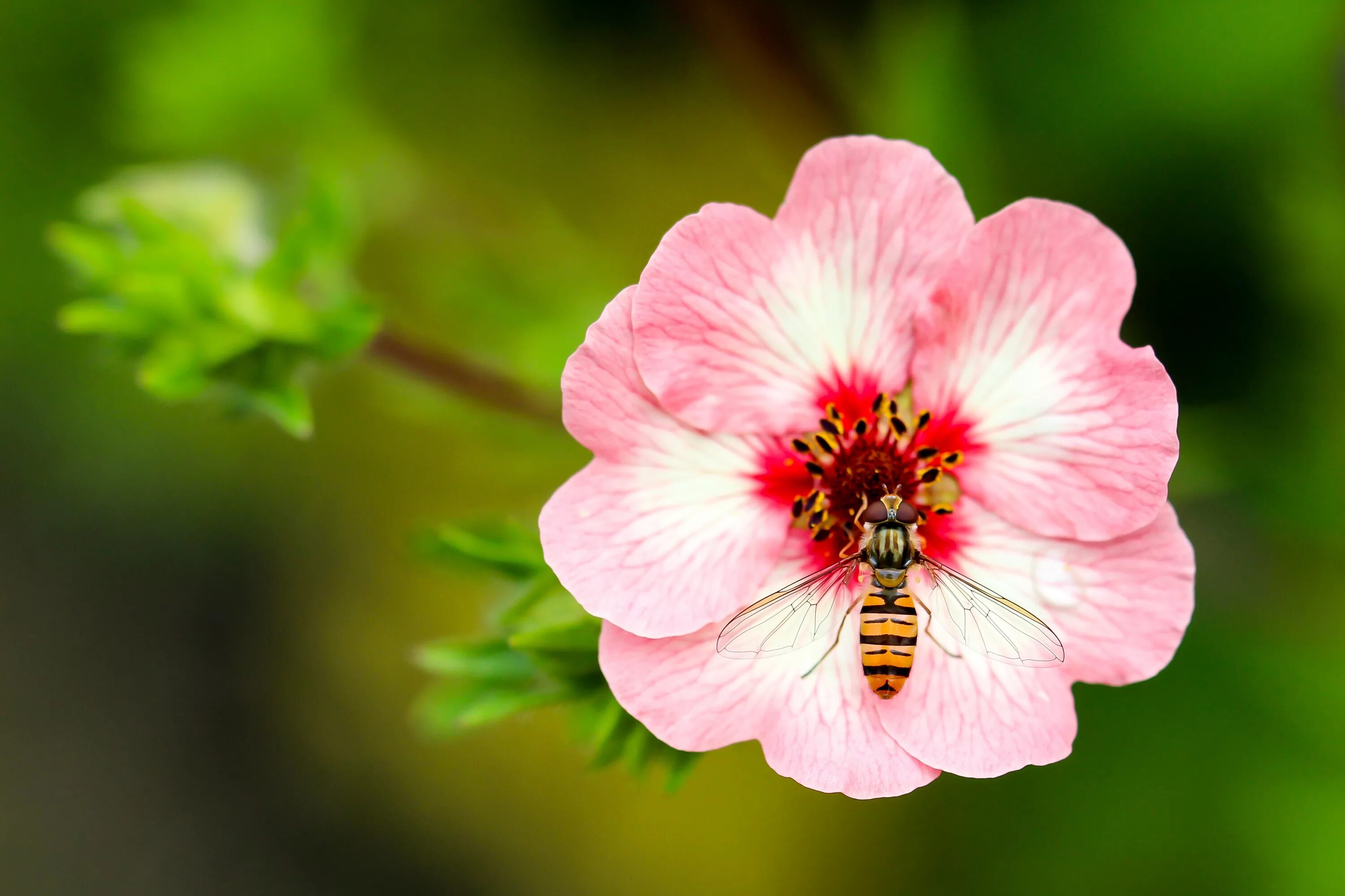 Цветы запри. Wasp Flower. Цветы крупным планом. Закрытый цветок. Оса на цветке.