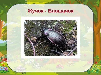 Жучки текст