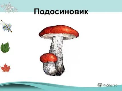 Гриб подосиновик картинка для детей