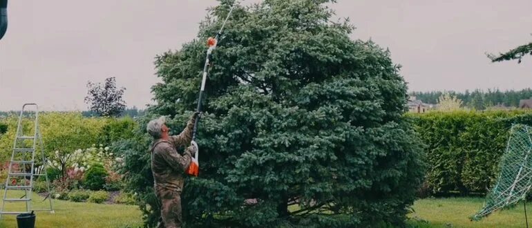 Как обрезать макушку. Формировка кроны яблони. Формировка черешни чашей. Подрезка яблонь весной схема. Стрижка елки на даче.