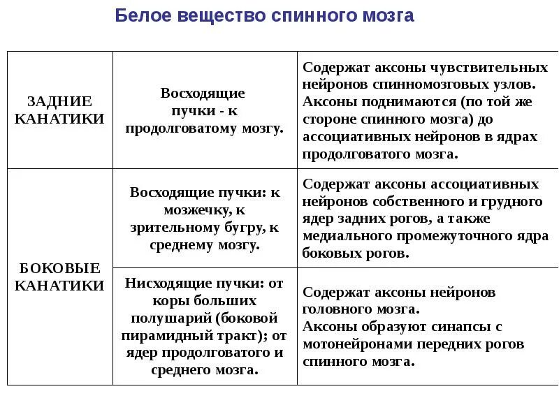 Функции среднего мозга таблица. Функции серого вещества спинного мозга таблица. Грудное ядро спинного мозга функции. Собственное ядро серого вещества спинного мозга функции. Функции серого и белого вещества спинного мозга.