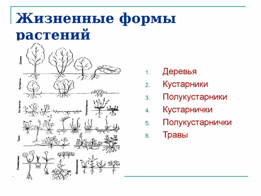 Назовите жизненные формы покрытосеменных и приведите примеры Определите жизненную форму травы
