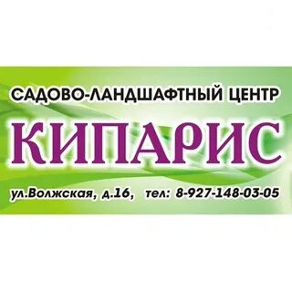 Кипарис смоленск медицинский