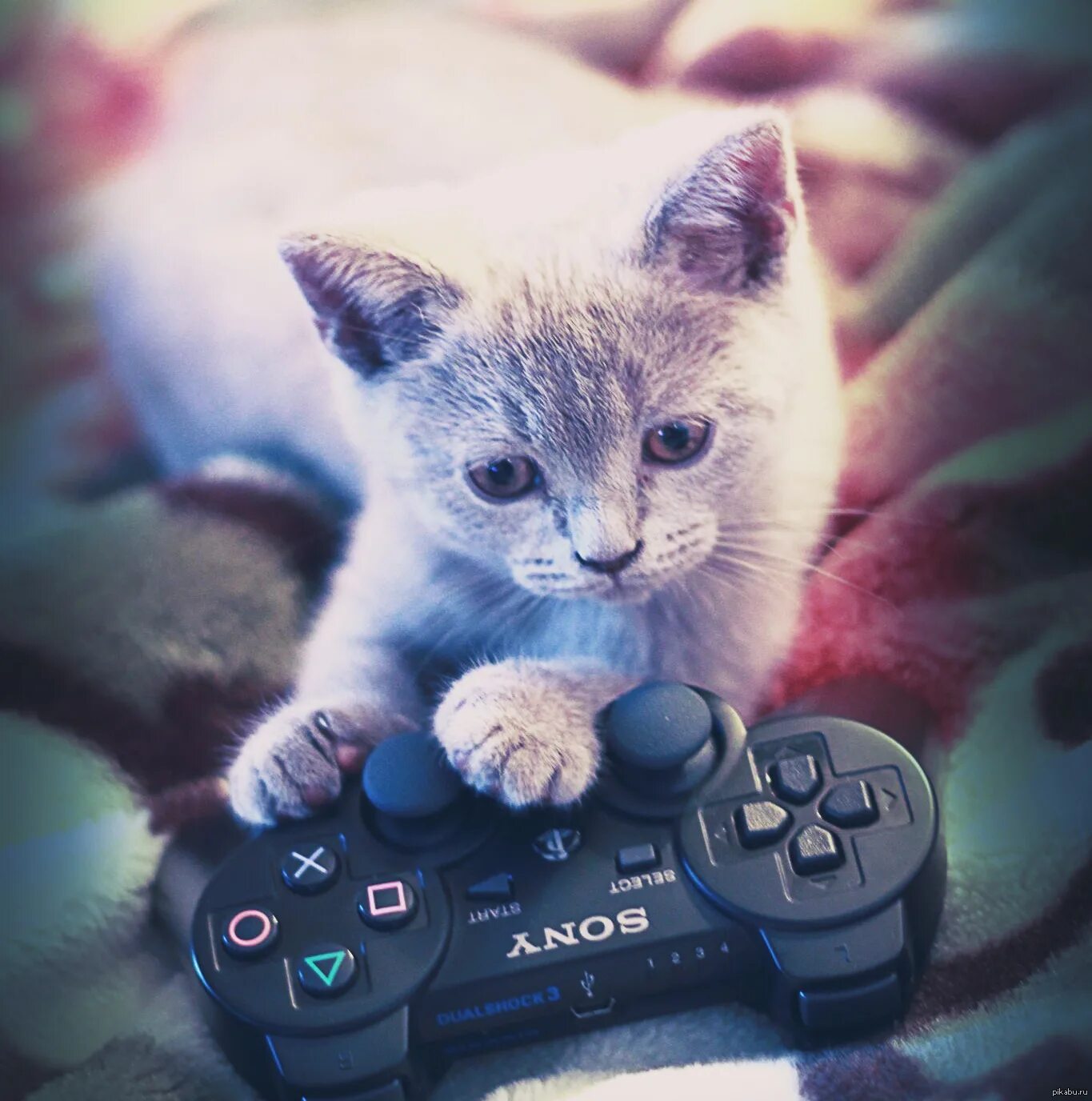 Котики любят играть