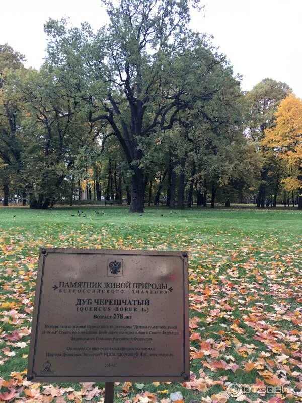 дуб черешчатый михайловский сад. дуб петра 1 в санкт-петербурге летний сад. коломенское дубы петра. дуб петра 1 в санкт-петербурге летний сад. черешчатый дуб в летнем саду.