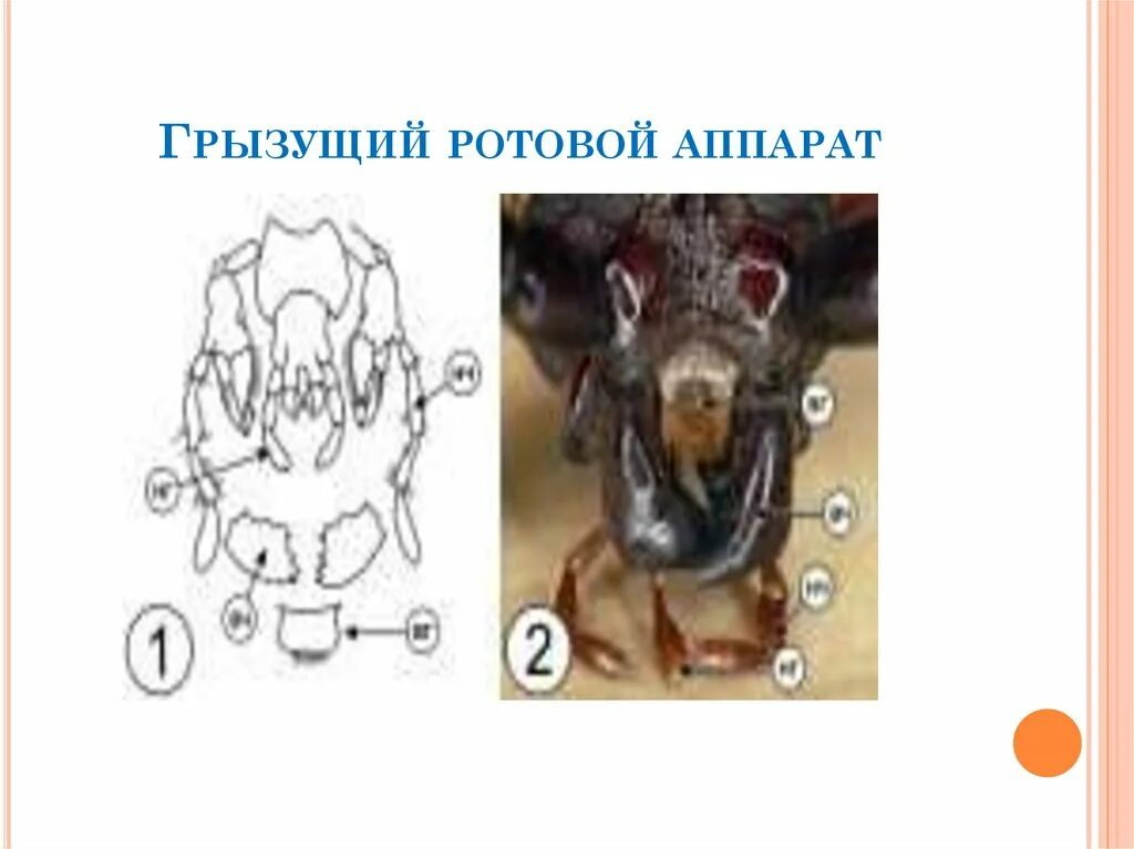 Стадия имаго грызущего типа. Грызущий тип ротового аппарата насекомых. строение грызущего ротового аппарата.