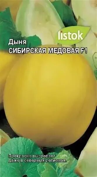 Сорт дыни медовая. Дыня сибирская медовая описание сорта фото. Дыня медовая f1. Седек дыня медовая гигантская. Медовая дыня неспелая.