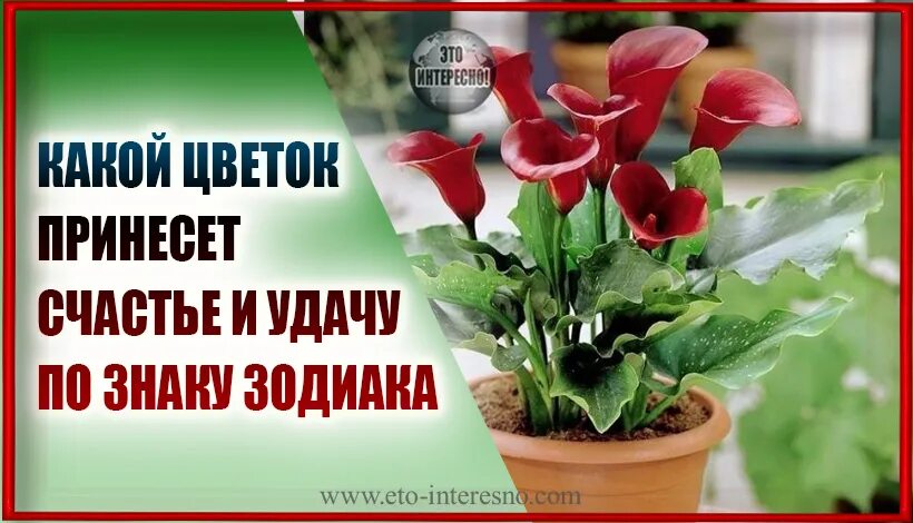 Цветы приносящие любовь. Какой цветок приносит удачу. Цветущие комнатные цветы приносящие удачу. Эти цветы приносят. Домашние цветы приносящие несчастье.