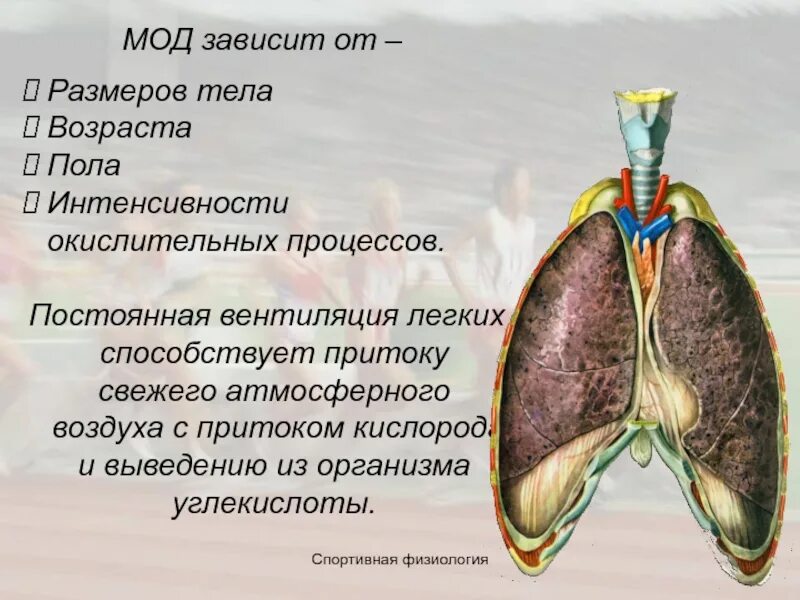 Как определить минутный объем дыхания. Дыхательные объемы и емкости физиология. Мод физиология дыхания. Физиология дыхания легочные объемы. Математические модели в физиологии.
